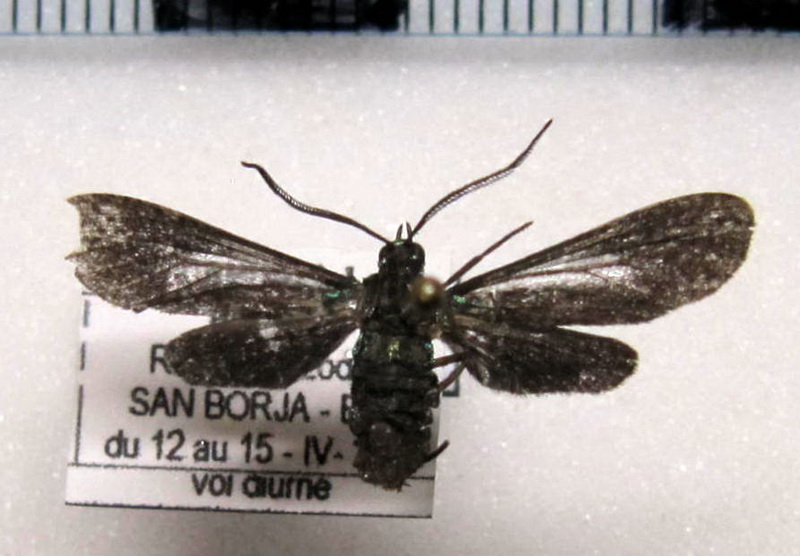          Uranophora terminalis terminalis mâle  (Walker, 1854)                      