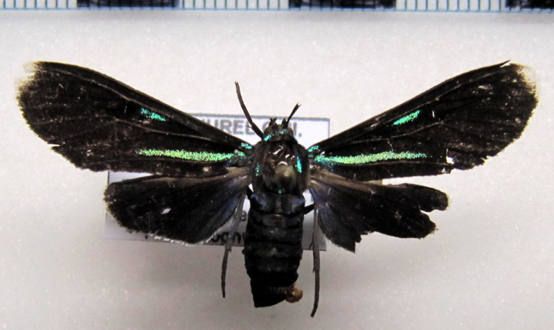   Uranophora albiplaga mâle    (Walker, 1854)                           