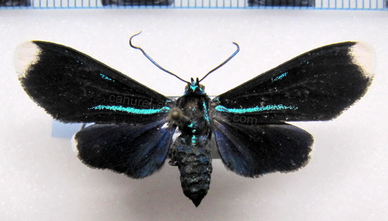        Uranophora albiplaga mâle    (Walker, 1854)                           