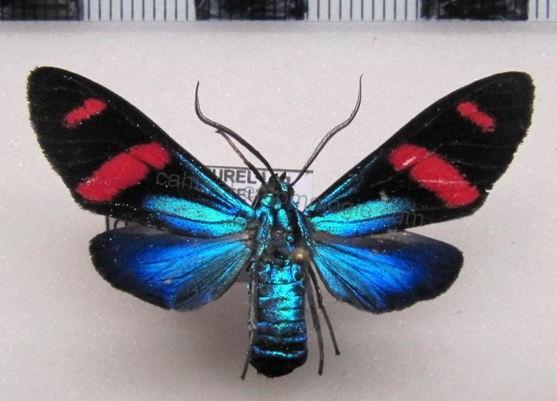    Uranophora felderi mâle    (Zerny, 1912)                                                    
