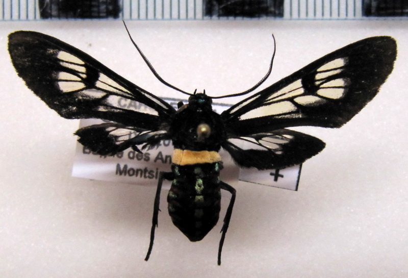  Autochloris flavocincta femelle    (Guérin - Méneville,1829 [1844])                              