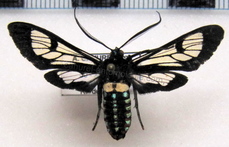 Autochloris flavocincta mâle    (Guérin - Méneville,1829 [1844])                               