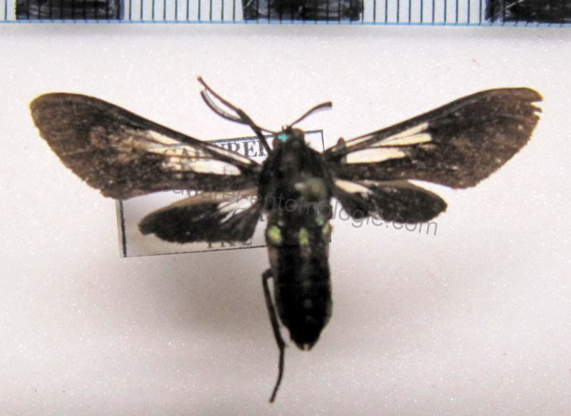  Autochloris vitristriga mâle (Druce, 1897)                              