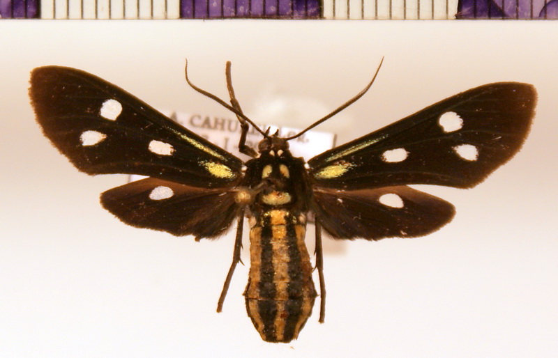 Calonotos aequimaculatus  male Zerny, 1931