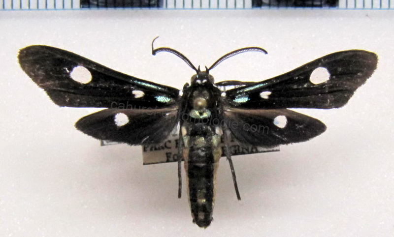  Calonotos angustipennis  male Zerny, 1931                              