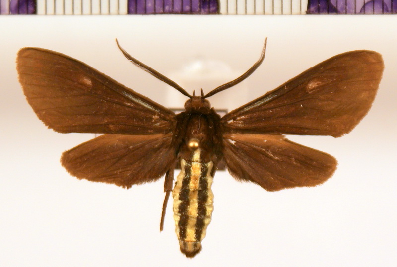 Calonotos aterrima    male (Sepp, [1843-1848])