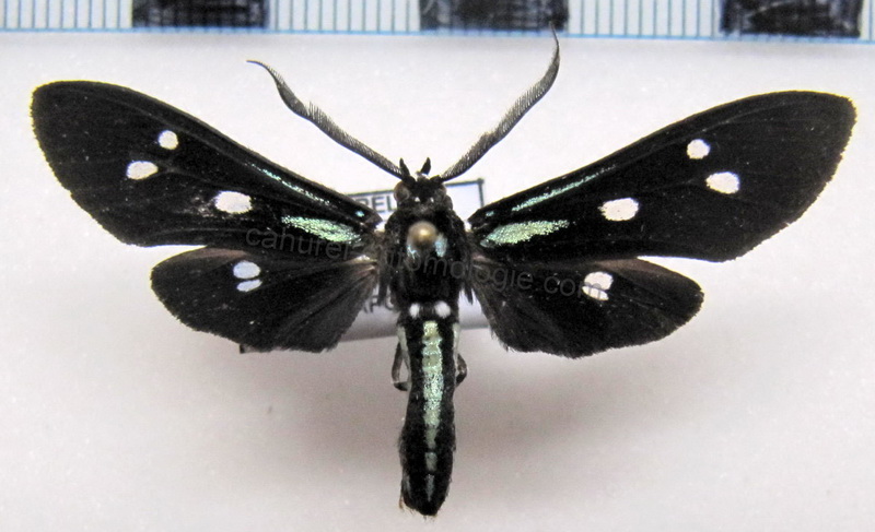  Calonotos chalcipleura mâle  Hampson, 1898                            