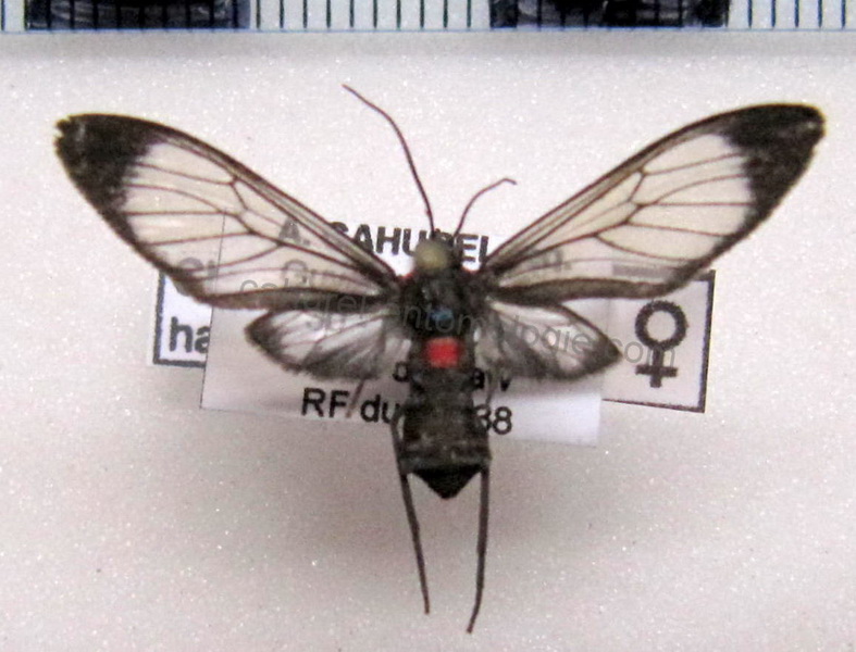 Chrostosoma haematica mâle Perty, 1834)                                  