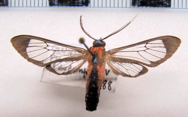    Cosmosoma auge mâle   (Linnaeus, 1767)                            