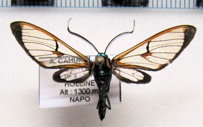      Cosmosoma eumelis  mâle                                 
