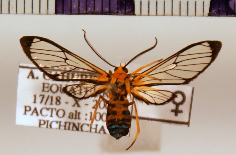   Cosmosoma ockendeni femelle  Rothschild                           