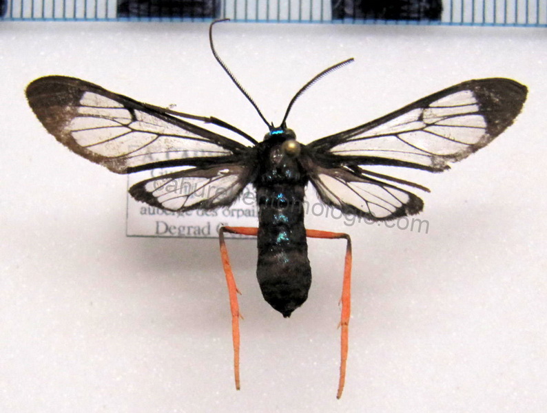    Cosmosoma subflamma mâle (Walker, 1854)                   