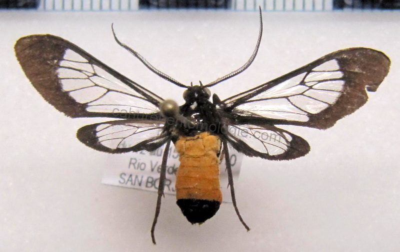   Cosmosoma stilbosticta  mâle  (Butler, 1876)