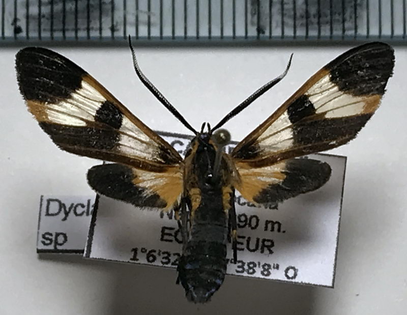  Dycladia sp 598 mâle