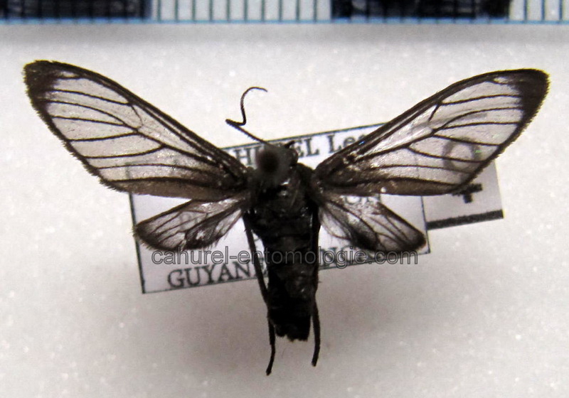   Heterodontia attenuata femelle   (Hampson, 1905)                             