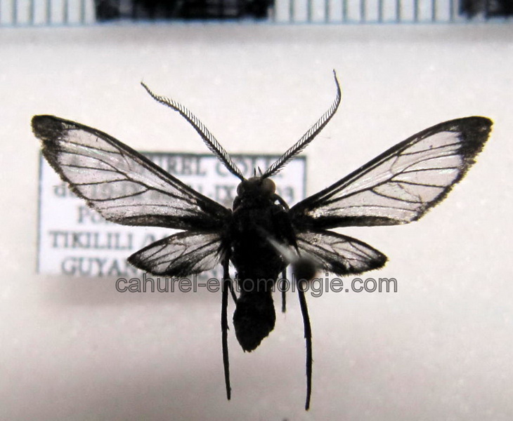   Heterodontia attenuata Male  (Hampson, 1905)                             
