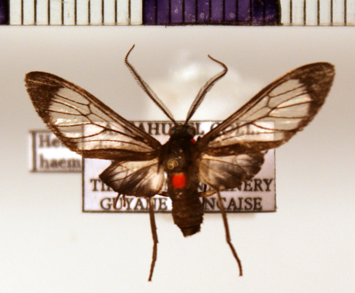 Heterodontia haematica Male  (Perty, 1833)