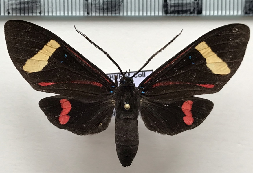  Histioea amazonicus mâle Butler, 1876