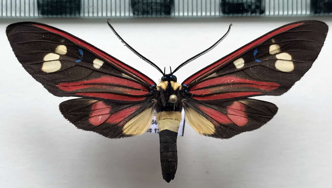  Histioea bellatrix mâle  (Walker, 1854)