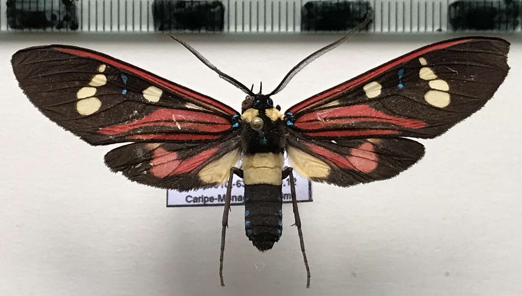  Histioea bellatrix mâle  (Walker, 1854)
