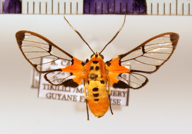 Hyda basilutea basilutea  male (Walker, 1854)
