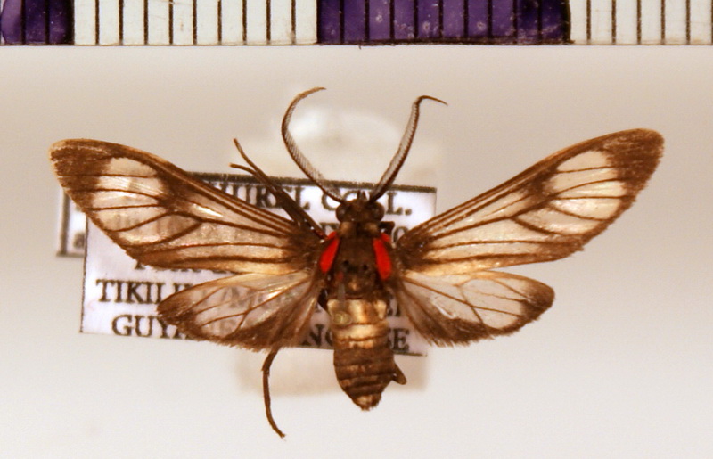 Hypocharis arimensis  male (Flemming, 1957)