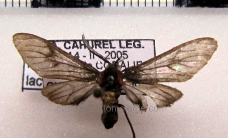 Hypocharis lacteata male (butler, 1877)                               