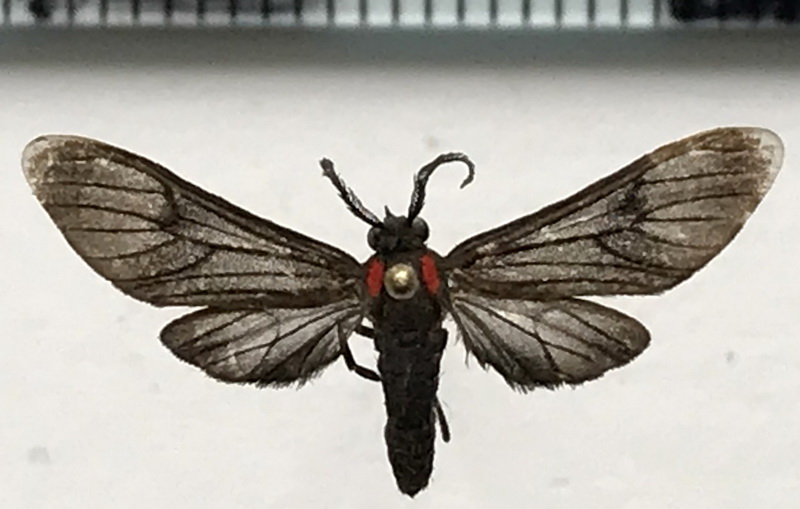 Hypocharis pebasa mâle  (Kaye, 1918