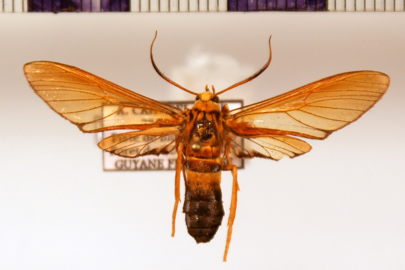 Laemocharis profusa mâle  Hampson, 1898