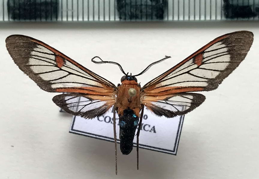   Lepidoneiva cingulatum  mâle (Butler, 1876)