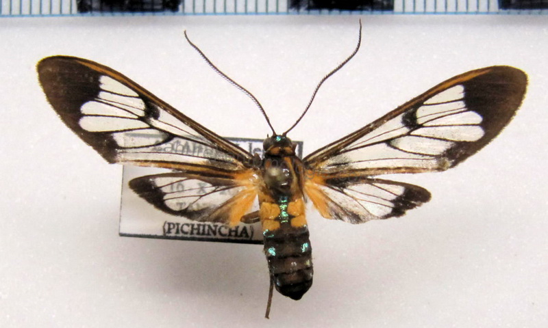     Lepidoneiva parambae mâle                            