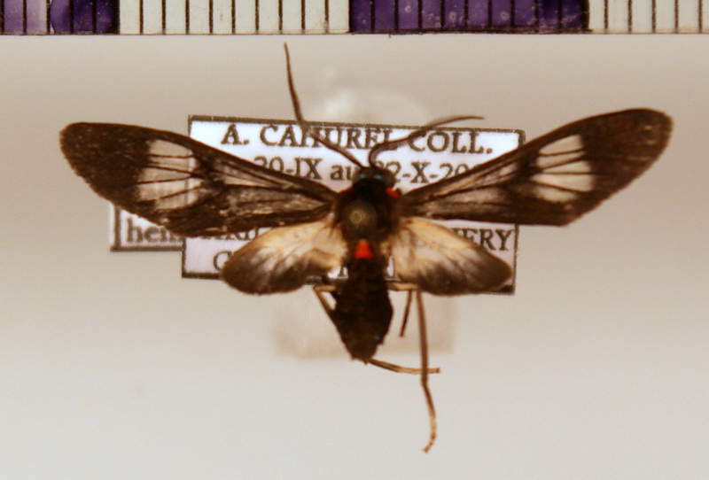 Leucotmemis hemileuca mâle (Butler, 1876)