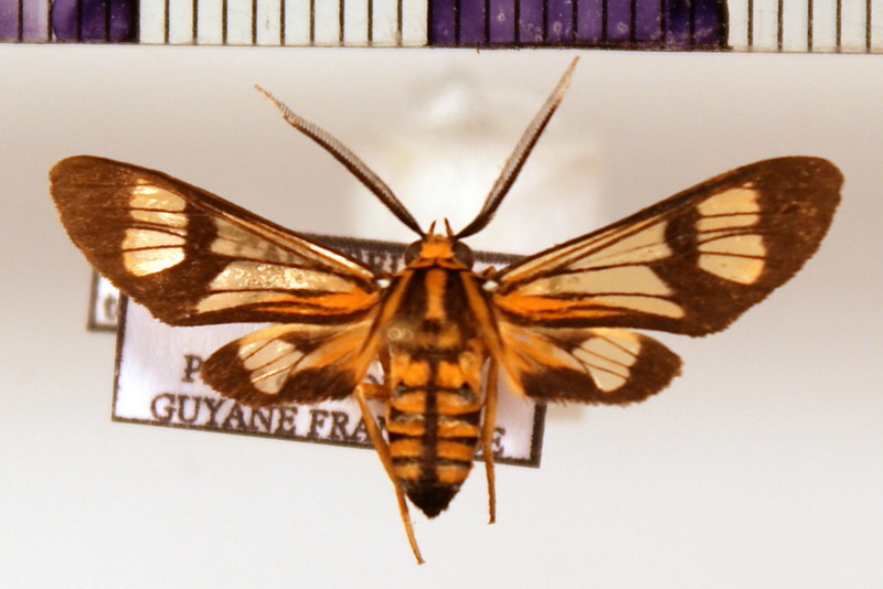 Leucotmemis torrida  ( Butler, 1876)  