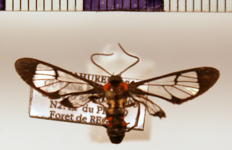 Loxophlebia bisigna male (Kaye, 1911) 
