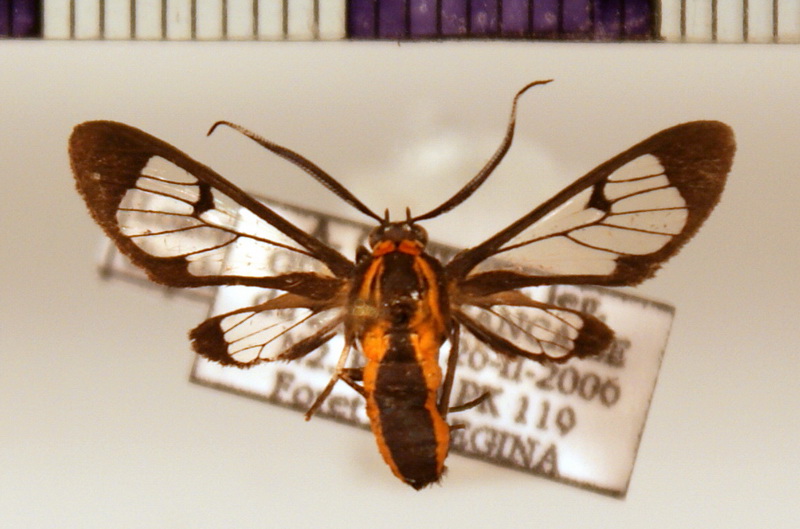 Loxophlebia diaphana  male (Sepp, [1843-1848])