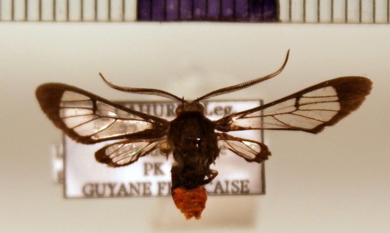 Loxophlebia postflavia male Druce, 1898