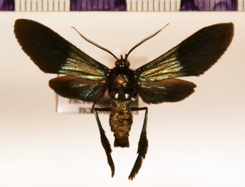 Macrocneme cupreipennis  mâle Walker