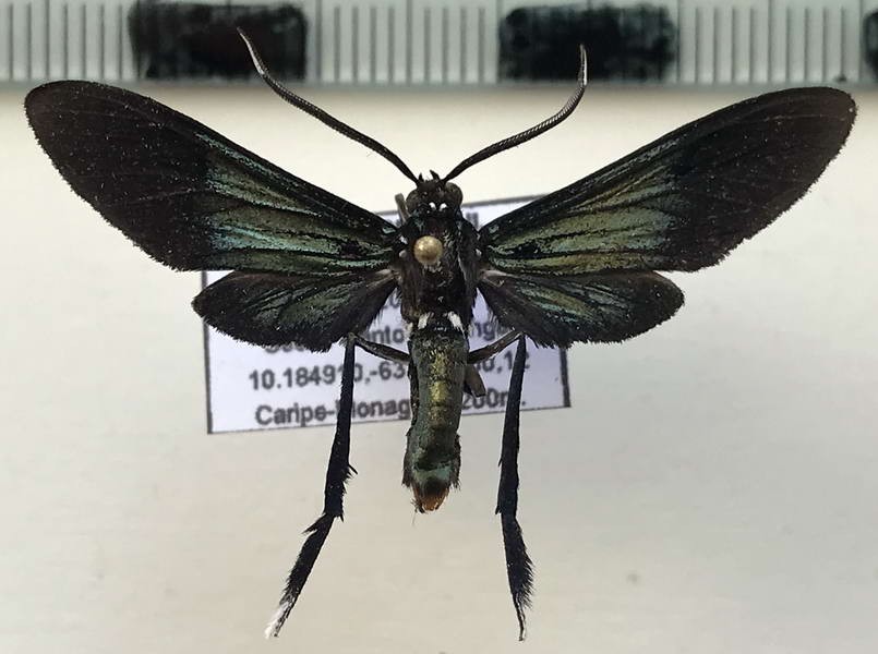  Macrocneme cupreipennis  mâle Walker