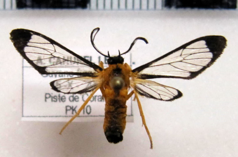 Mesothen mimus mâle Cerda, 2008                               