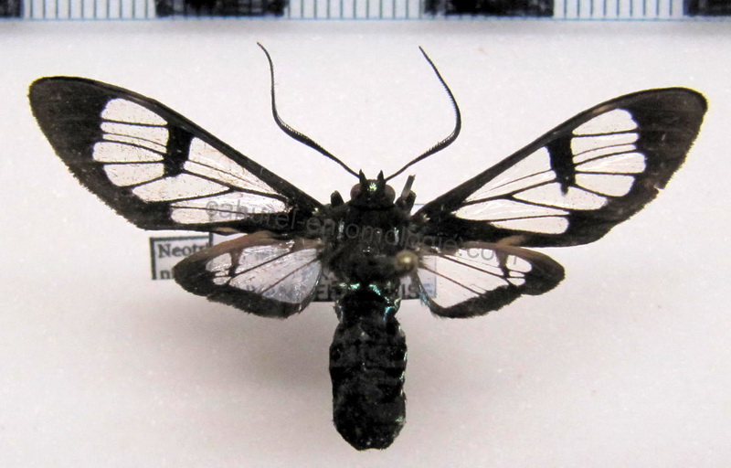 Neotrichura nigripes mâle  (Heylaerts, 1890)                               