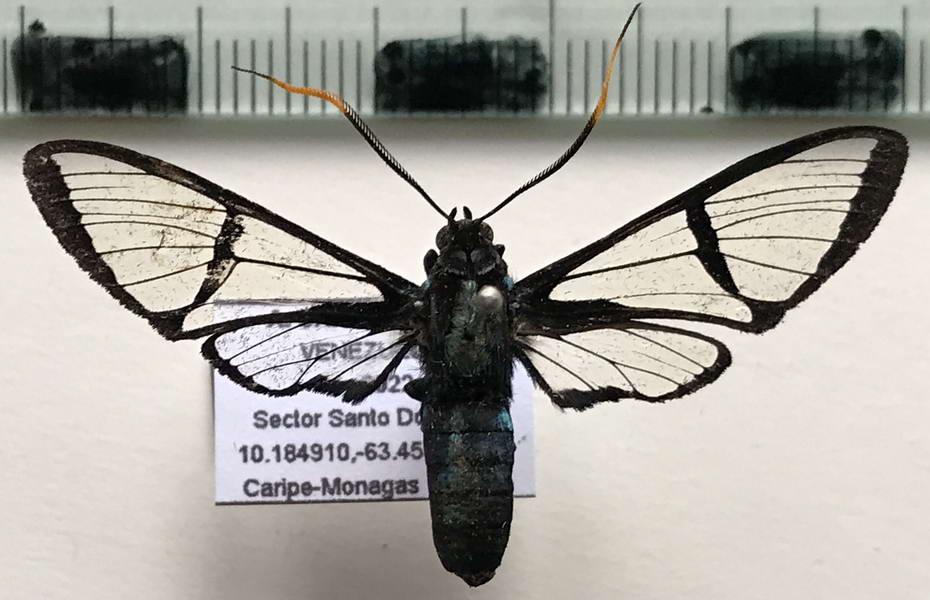    Nyridela acroxantha  mâle  (Hübner, 1831)                             