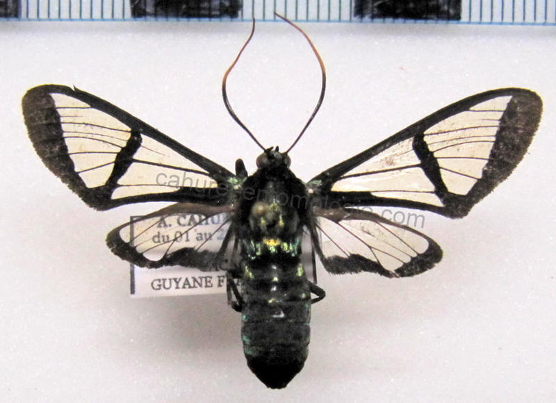   Nyridela acroxantha  mâle  (Hübner, 1831)                             