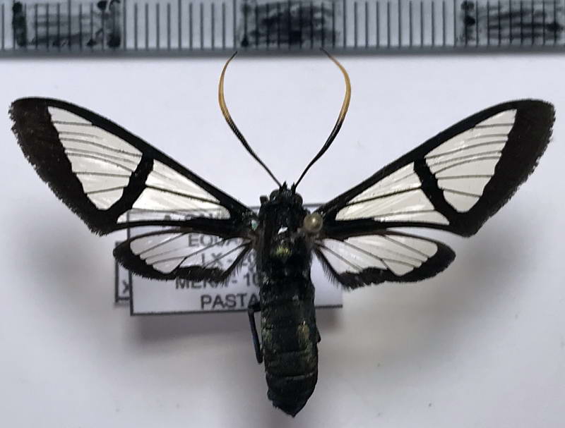  Nyridela xanthocera mâle  (Walker, 1856)