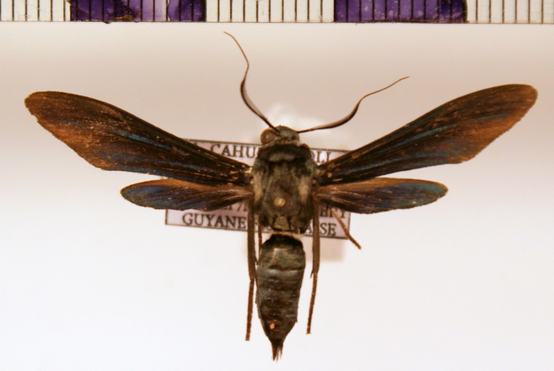 Phaeosphecia opaca (Walker, 1856)