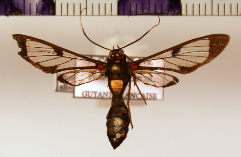  Pheia albisigna (Walker, 1854)  