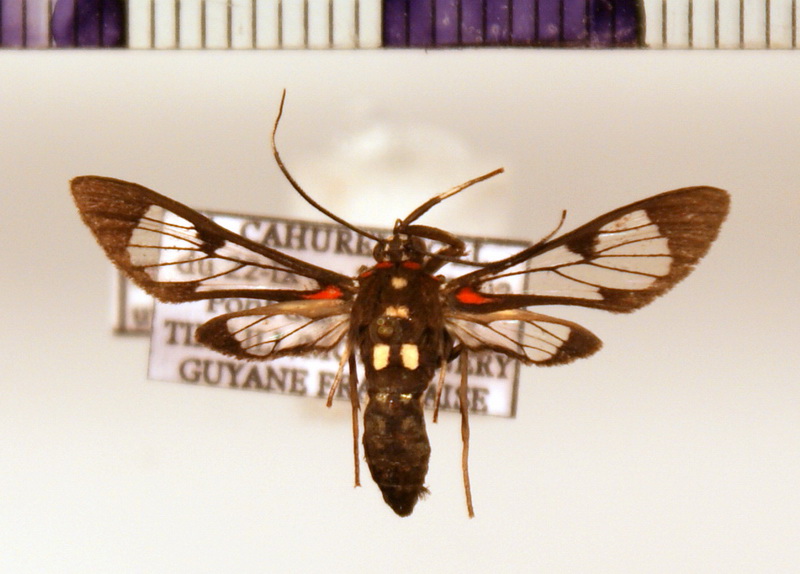Pheia utica  male  (Druce, 1889)