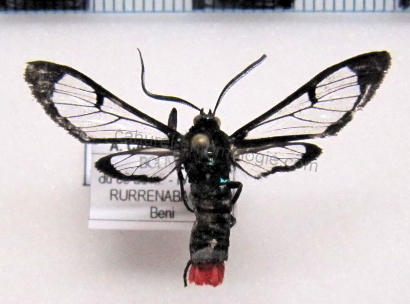   Phoenicoprocta vacillans  male Walker, 1856                             