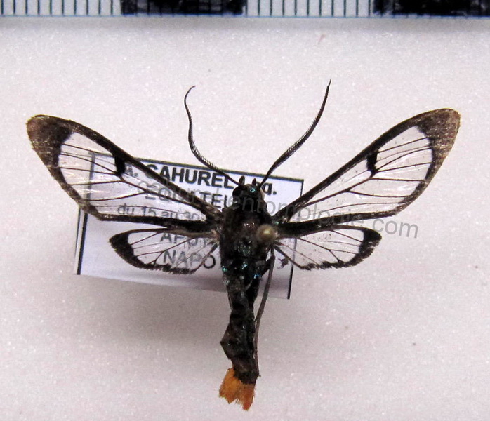 Phoenicoprocta vacillans  male Walker, 1856                               