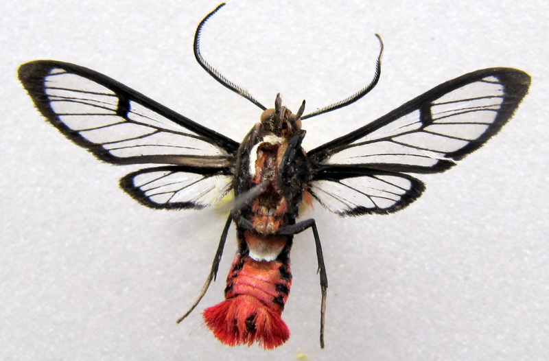 Phoenicoprocta vacillans  mâle Walker, 1856                               