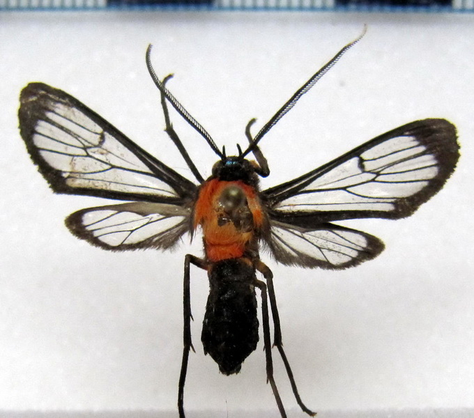 Poecilosoma chrysis  male (Hübner, 1823)                                                             